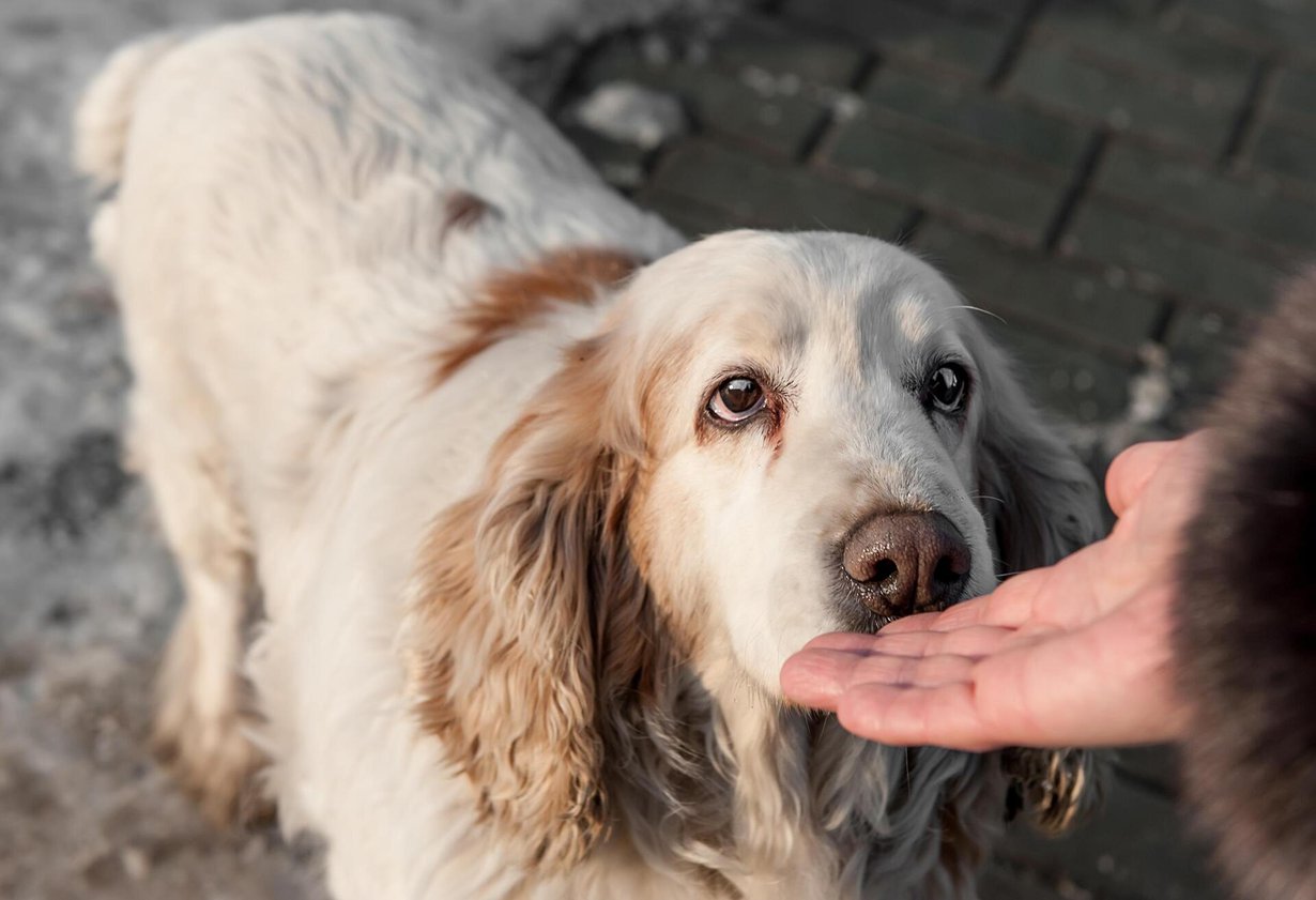 Lemmikillä on tarkka hajuaisti. Kuva: Shutterstock