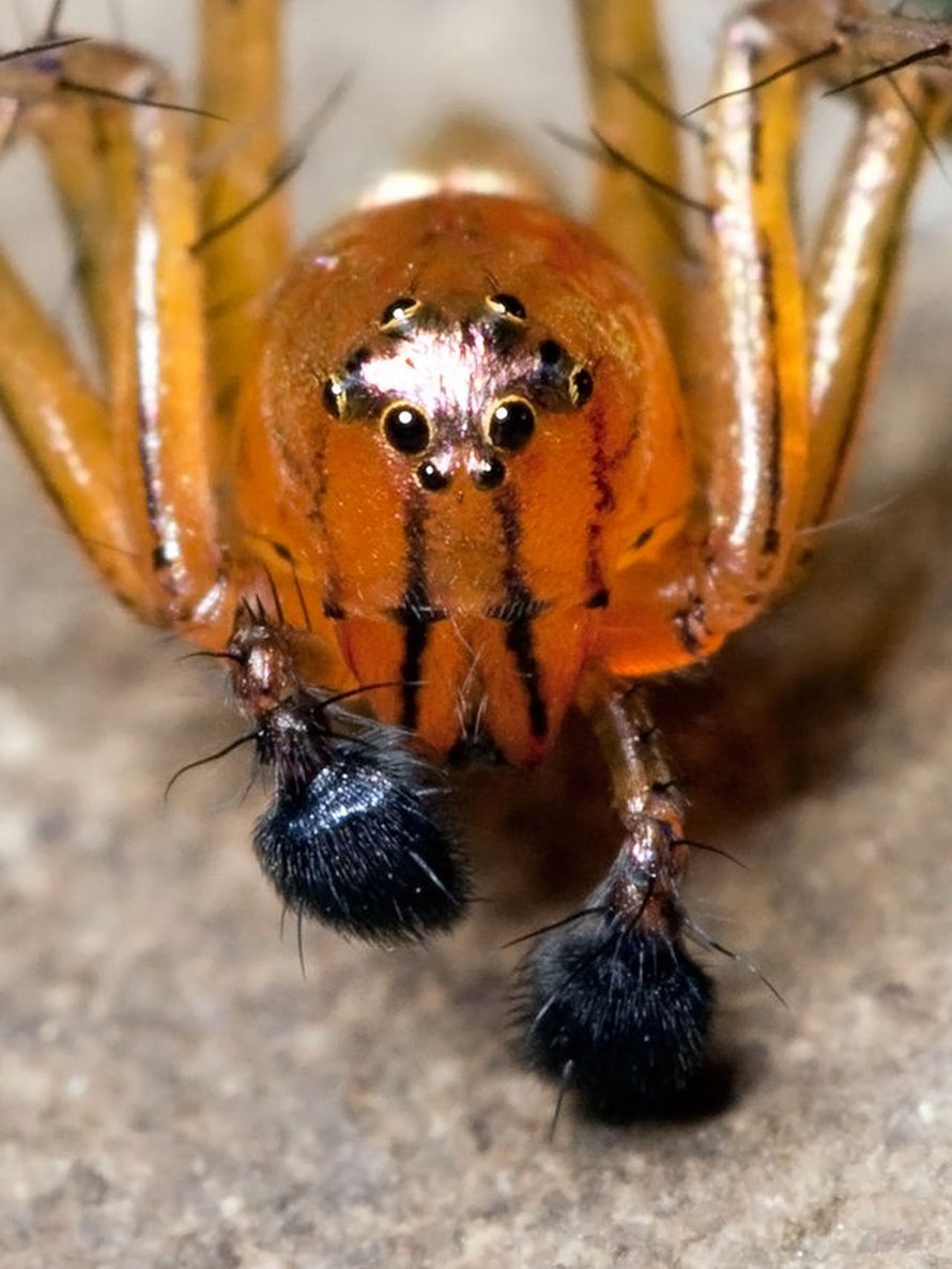 Pedipalpit tuovat mieleen nyrkkeilyhanskan. Kuva: <span class="photographer">Ryan Kaldari / Wikimedia Commons</span>