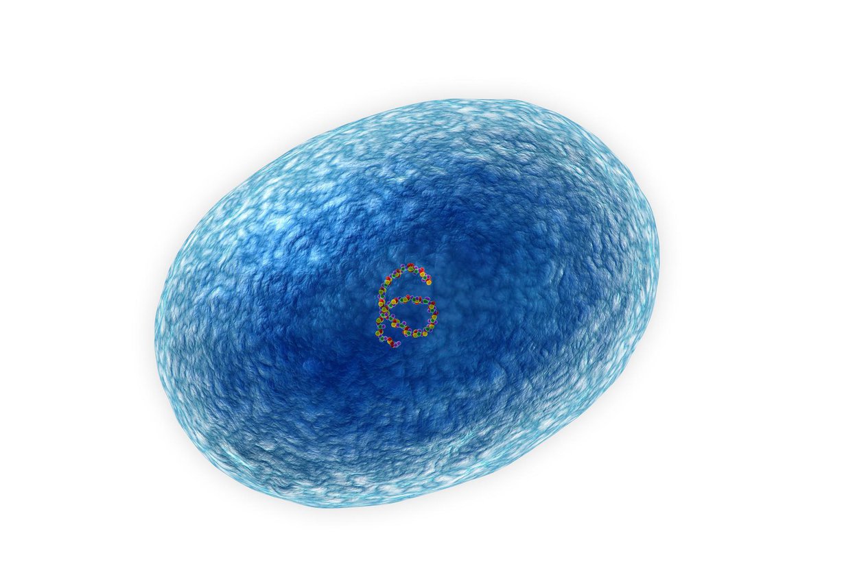 Atooppisen ihottumaan liittyy usein keltakokkibakteeri, Staphylococcus aureus. Se viihtyy iholla. Kuva: ROBERT BROOK/SCIENCE PHOTO LIBRARY