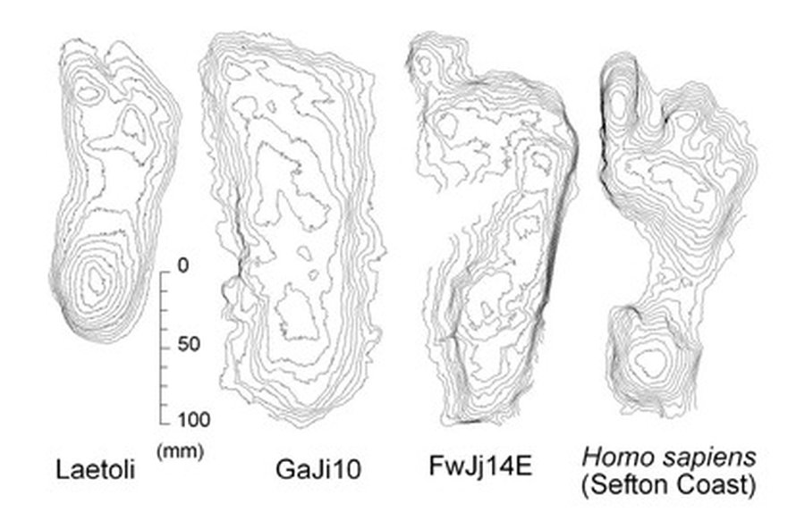 Vasemmalla Laetolista löytynyt jälki (luultavasti Australopithecus afarensis), keskellä aiemmin löytynyt Homo erectus- jälki sekä nyt Ileretistä havaittu, oikealla Homo sapiensin jälki. Kuva: <span class="photographer">Matthew Bennet, Bournemouthin yliopisto
</span>