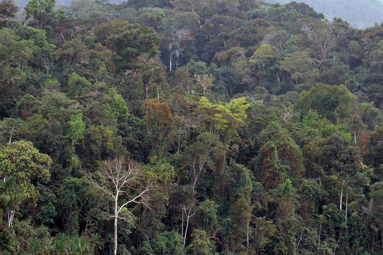 Perun Amazoniassa kasvaa hehtaarilla kolmesataa puulajia. Kuva: Martin St-Amant/Wikimedia Commons