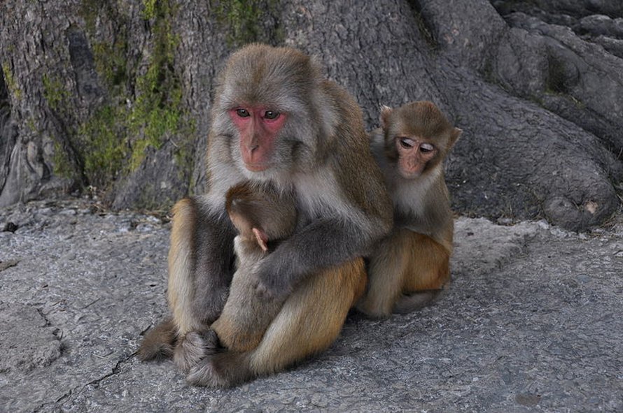 Oksitosiini saa Macaca Mulattankin kiinnittämään lajitoveriin enemmän huomiota.