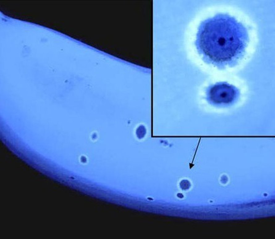 Kypsä banaani, erityisesti sen tummat läiskät, hehkuvat sinisenä uv-valossa. Hehku voi houkutella hyönteisiä. Kuva: <span class="photographer">Pnas.</span>
