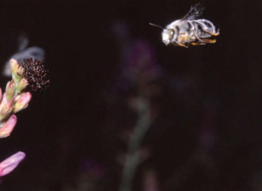 Mehiläinen lähestyy valenaarasta. Kuva: <span class="photographer">National Academy of Sciences.</span>