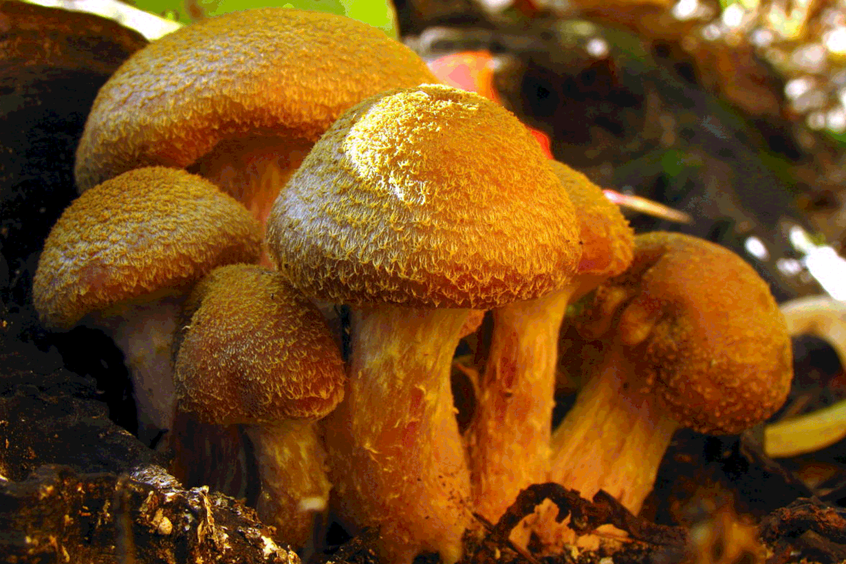 Mesisienen rihmasto voi levittäytyä maan alla hehtaaritolkulla. Kuva: Wikimedia Commons