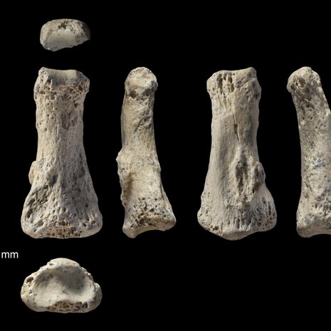 Homo Sapiensin sormiluu löytyi Al Wustasta Saudi-Arabiasta. Kuvassa sama 3,2 sentin luunpala kuvattuna eri puolilta. Kuva: <span class="photographer">Ian Cartwright</span>