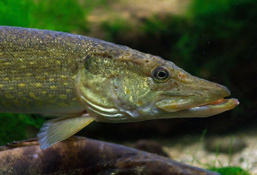 Kuva: <span class="photographer"><a href=http://fi.wikipedia.org/wiki/Tiedosto:Brochet_Luc_Viatour_.jpg>Wikimedia Commons</a></span>