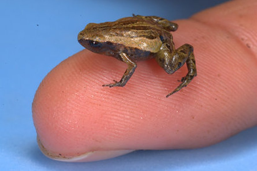 Noblella pygmaella on vain reilun kymmenen millimetrin pituinen. Kuva: <span class="photographer">Alessandro Catenazzi
</span>