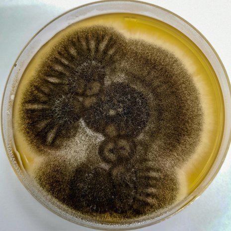 Nuijahome eli Aspergillus niger on todellinen selviytyjä, sillä se voisi pärjätä Marsissakin. Kuva: <span class="photographer">Shutterstock</span>