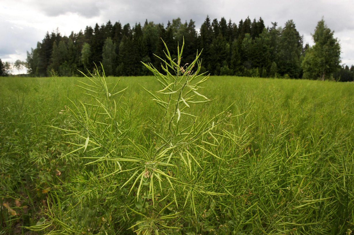 Tutkijat ottivat huomioon sen, miten pellot syrjäyttävät metsiä. Kuva: Juhani Niiranen / HS