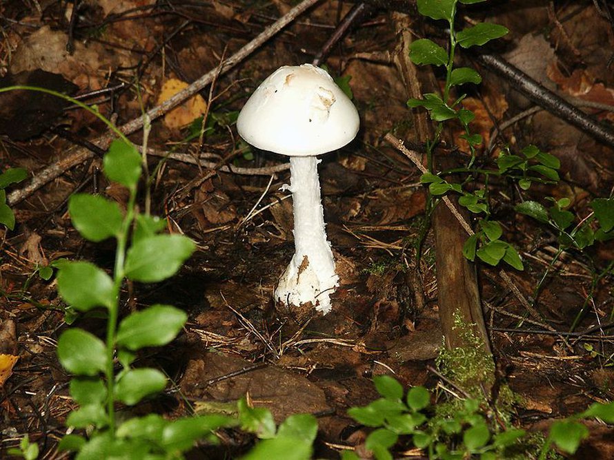 Luomukärpässieni aiheuttaa luomukuoleman. Kuva: <span class="photographer">Wikimedia Commons.</span>