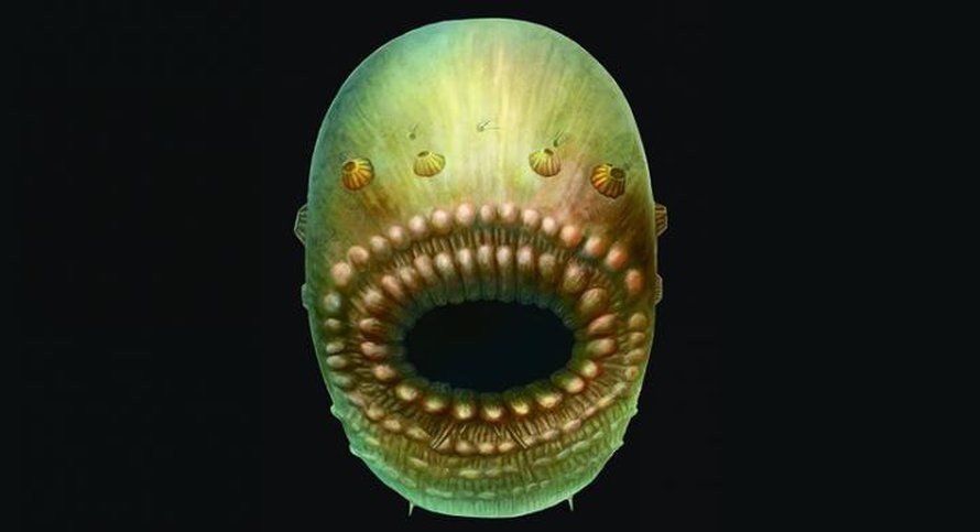 Millimetrin mittainen olio kivettyi kalkkikiveen noin 540 miljoonaa vuotta sitten. Kuva: <span class="photographer">S Conway Morris / Jian Han</span>