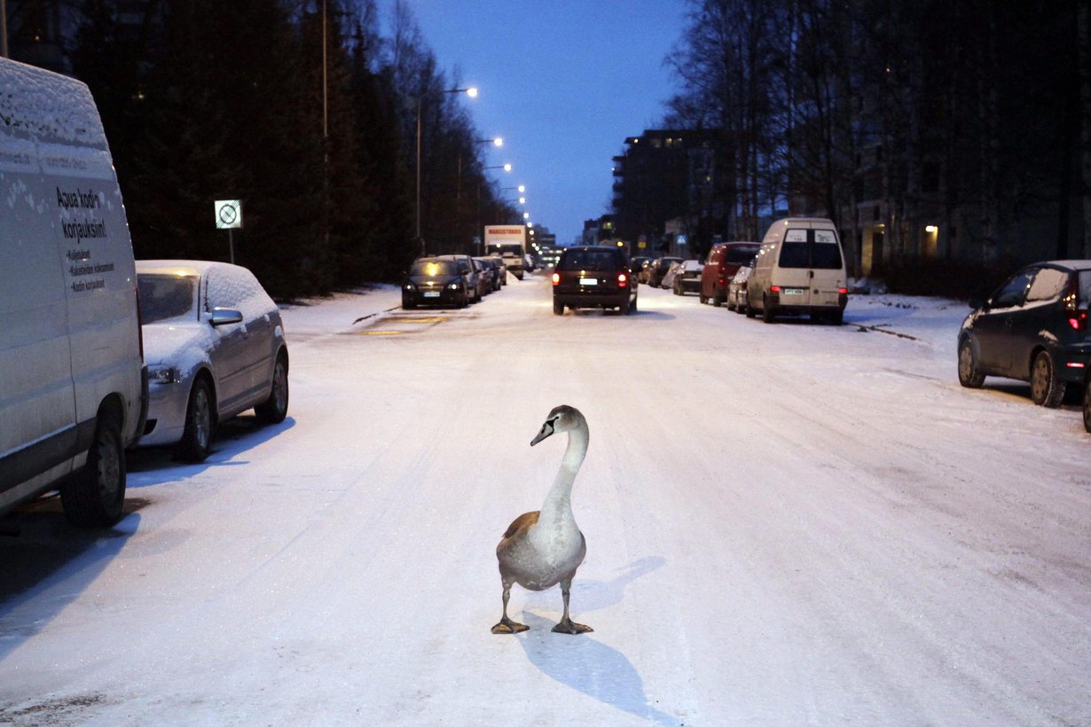 Joutsen tepasteli Helsingin Lauttasaaressa vuonna 2009. Kuva Sami Kero / HS
