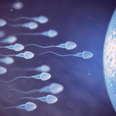 Eläinkokeissa tutkijat pystyivät peukaloimaan siittiöiden uintikilpailua poikia suosivaksi. Kuva: <span class="photographer">Shutterstock</span>