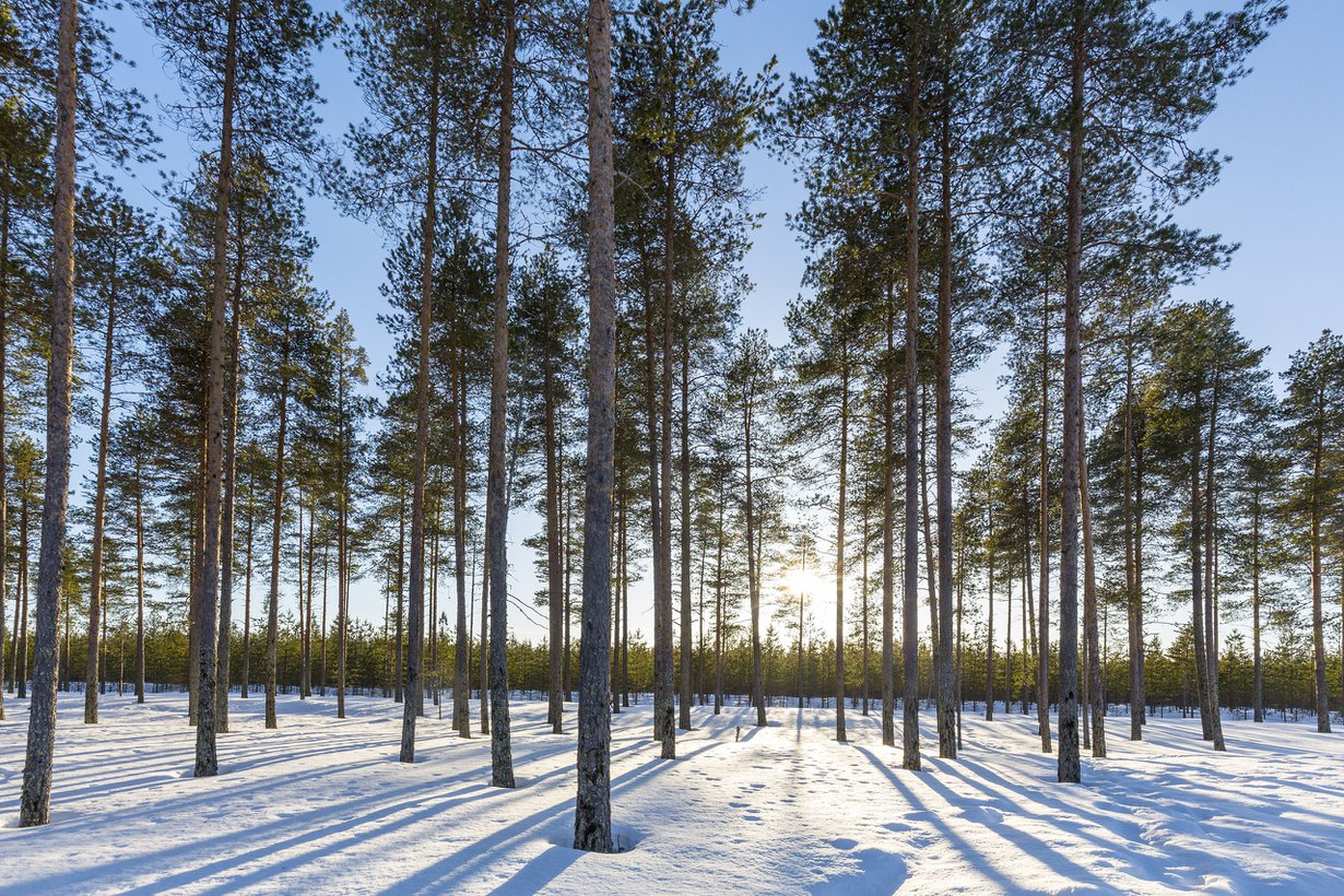 Rungot säteilevät lämpöä. Kuva: Lehtikuva