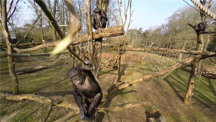 Hollantilaisen eläintarhan simpanssi Tushi tuhosi kepillä minikopterin ja näytti nauttivan siitä. Kuva: <span class="photographer">Royal Burgers Zoo</span>