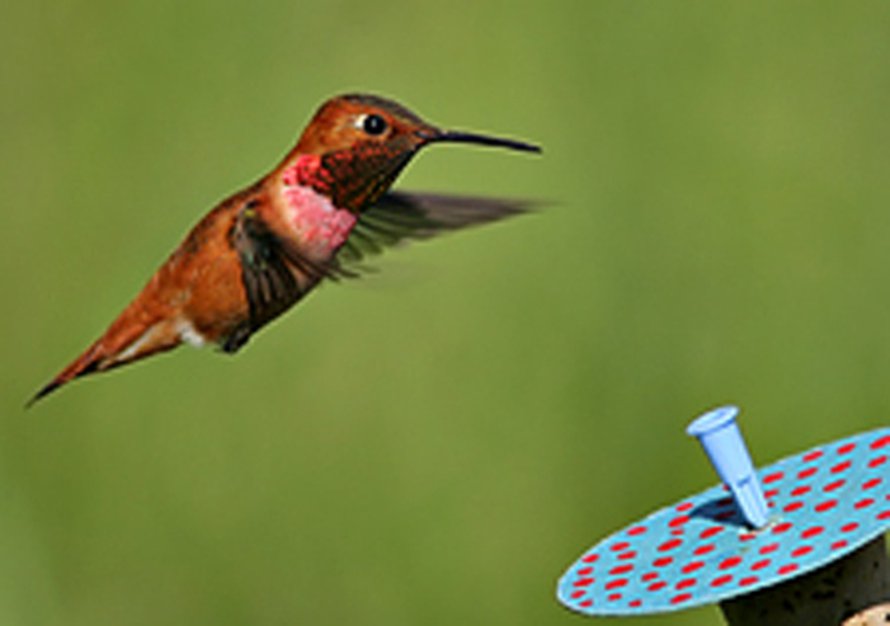 Kettukolibri pörrää tekokukan edessä. Kuva: <span class="photographer">Andrew Hurly</span>