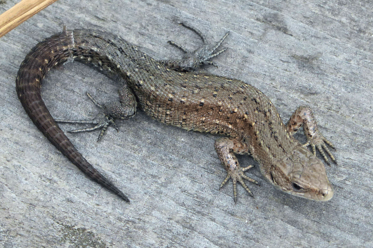 Kuinka nopeasti sisiliskon katkennut häntä uusiutuu? | Tiede