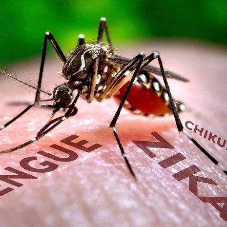 Hyttyssodan pääkohde on keltakuumehyttynen Aedes aegypti, joka levittää monia vakavia virustauteja. Kuva: <span class="photographer">Science Photo Library / MVPhotos</span>