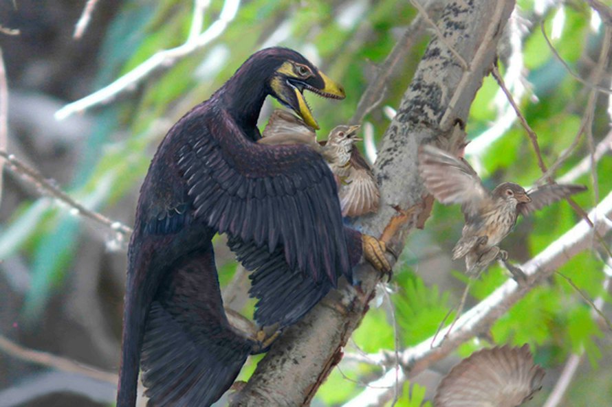 Mahdollinen kohtaus liitukaudelta 120 miljoonan vuoden takaa: höyhenpukuinen Microraptor-dino saalistaa varhaisia Sinornis-lintuja. Kuva: <span class="photographer">Brian Choo</span>