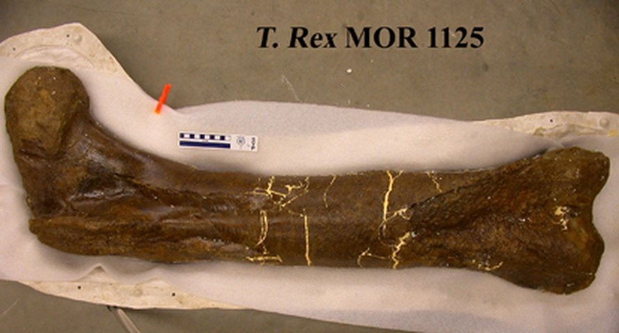 T.rexin reisiluu. Kuva: <span class="photographer">Science</span>