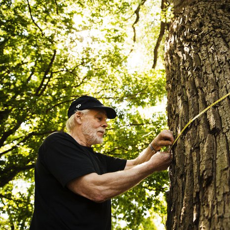 Kanadanpoppeli Regeneratan läpimitta on 4,9 metriä. Sen mittasi Jukka Lehtonen. Kuva: <span class="photographer">Rio Gandara</span>