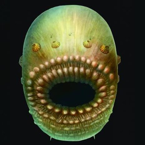 Millimetrin mittainen olio kivettyi kalkkikiveen noin 540 miljoonaa vuotta sitten. Kuva: <span class="photographer">S Conway Morris / Jian Han</span>