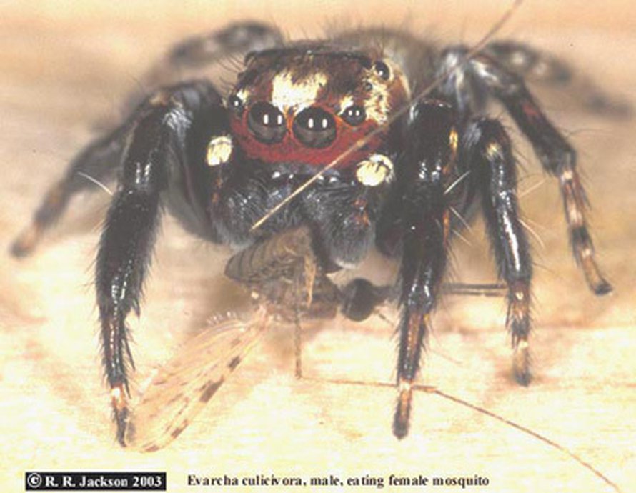 Hyppyhämähäkki. Kuva: <span class="photographer">Robert R. Jackson</span>
