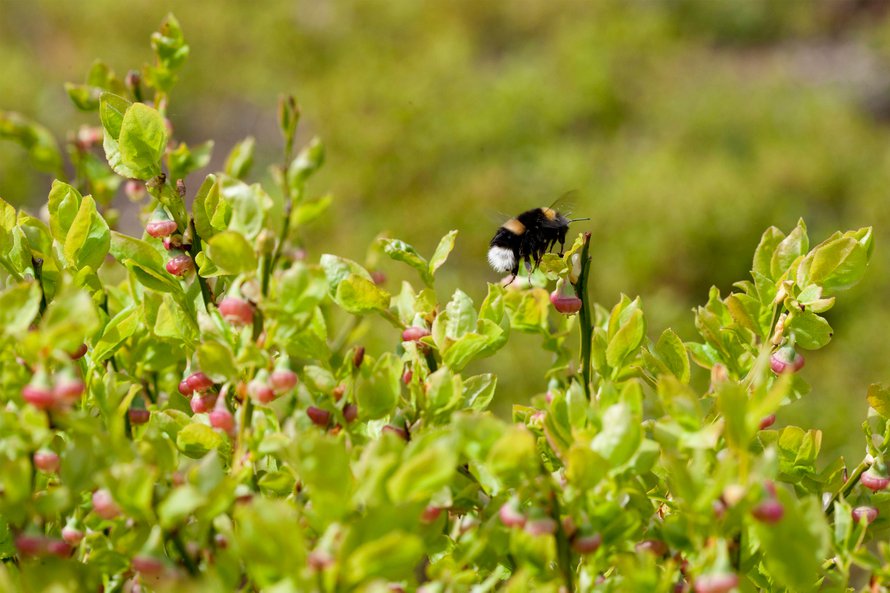 Luonnonmarjat ovat kimalaisten pölytyksen varassa. Kuva: <span class="photographer">Lehtikuva</span>
