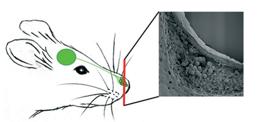 Nenän kärjen solut aistivat feromoneja. Kuva: <span class="photographer">Science/AAAS</span>