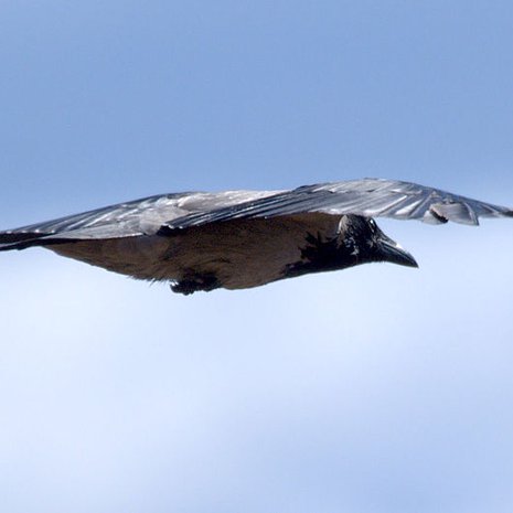 Variksen lento voi loppua karotenoidien puutteeseen. Kuva: <span class="photographer">Alpo Roikola / Wikimedia Commons</span>