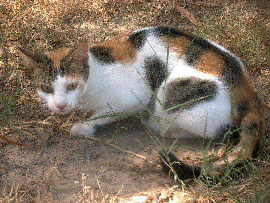 Kissoissa on paljon tokoplasmaloista. Kuva: <span class="photographer">Wikimedia Commons</span>