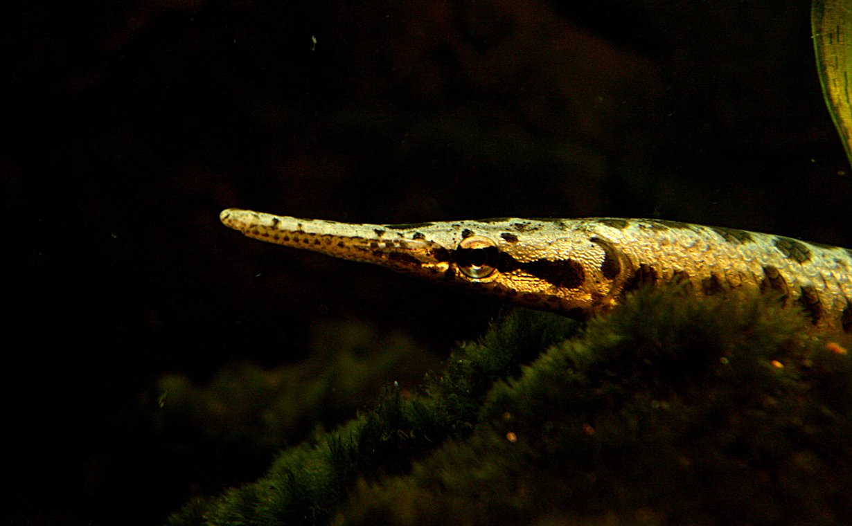 Lepisosteus-kalan suomuissa on ganoiinia.