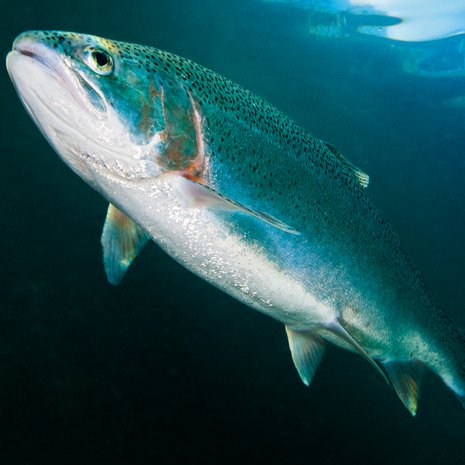 Havintoja on saatu. Kuva: <span class="photographer">Getty Images</span>
