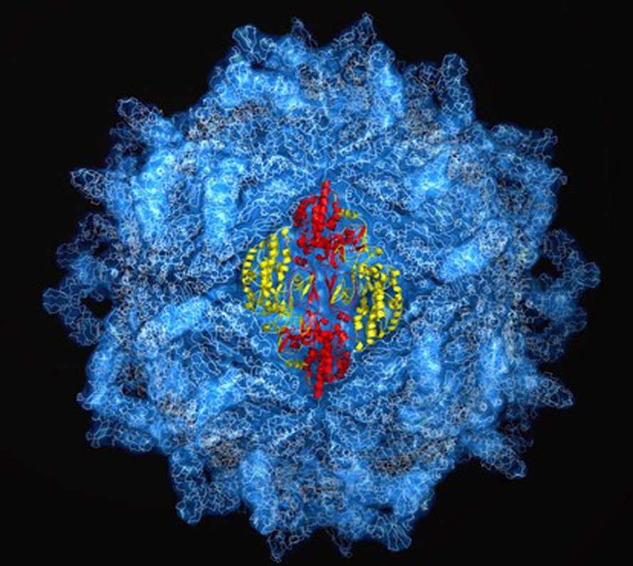 Röntgensirontakuva viruksen pinnalta. Kuva: <span class="photographer">J. Pan & Y.J. Tao/Rice University.</span>