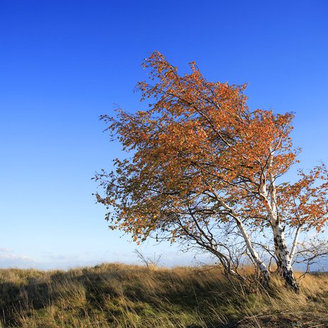 Taipuu muttei taitu. Kuva: <span class="photographer">Getty Images</span>