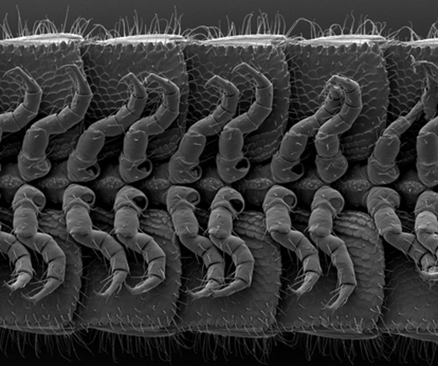 Illacme plenipesin jalkoja. Kuva: <span class="photographer">Paul Marek ja Jason Bond / East Carolina University</span>