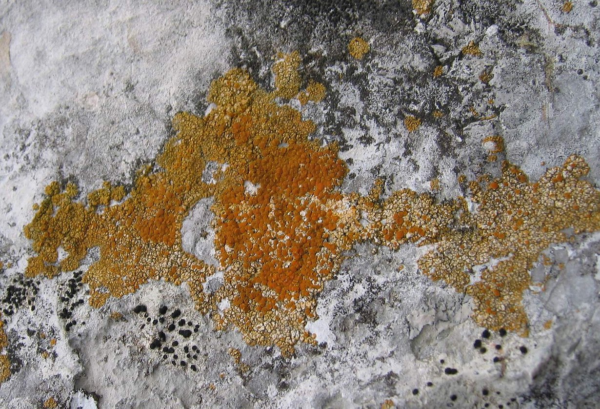 Kultajäkälää kalliolla. Kuva: Wikimedia Commons