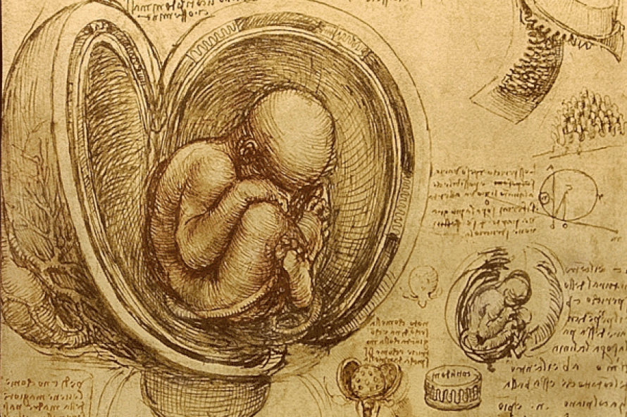 Jo Leonardo da Vinci tutki sikiöitä. Osa piirroksesta noin vuodelta 1500-1513. Kuva: <span class="photographer">Wikimedia commons</span>