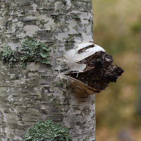 Koivun kylkeen ilmestyi kasvain, kun Luonnonvarakeskuksen tutkijat olivat ujuttaneet pakurikääpärihmastoa puun sisään. Kuva: <span class="photographer">Pyry Veteli</span>