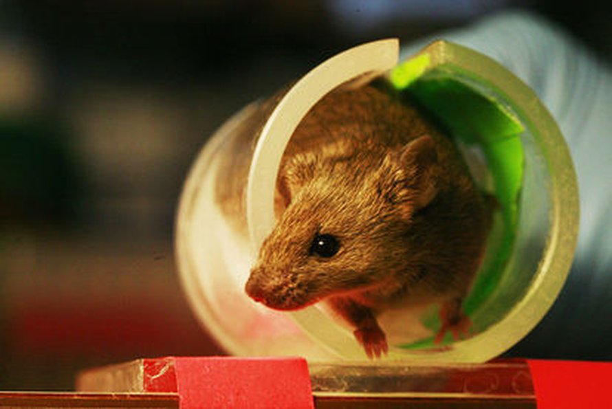 Kuva:<span class="photographer">Wikimedia Commons</span>