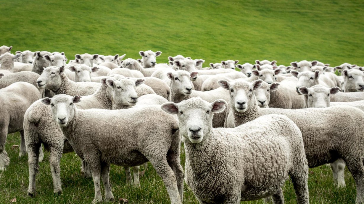 Lampaita käytetään myös koe-eläiminä. Kuva: Shutterstock
