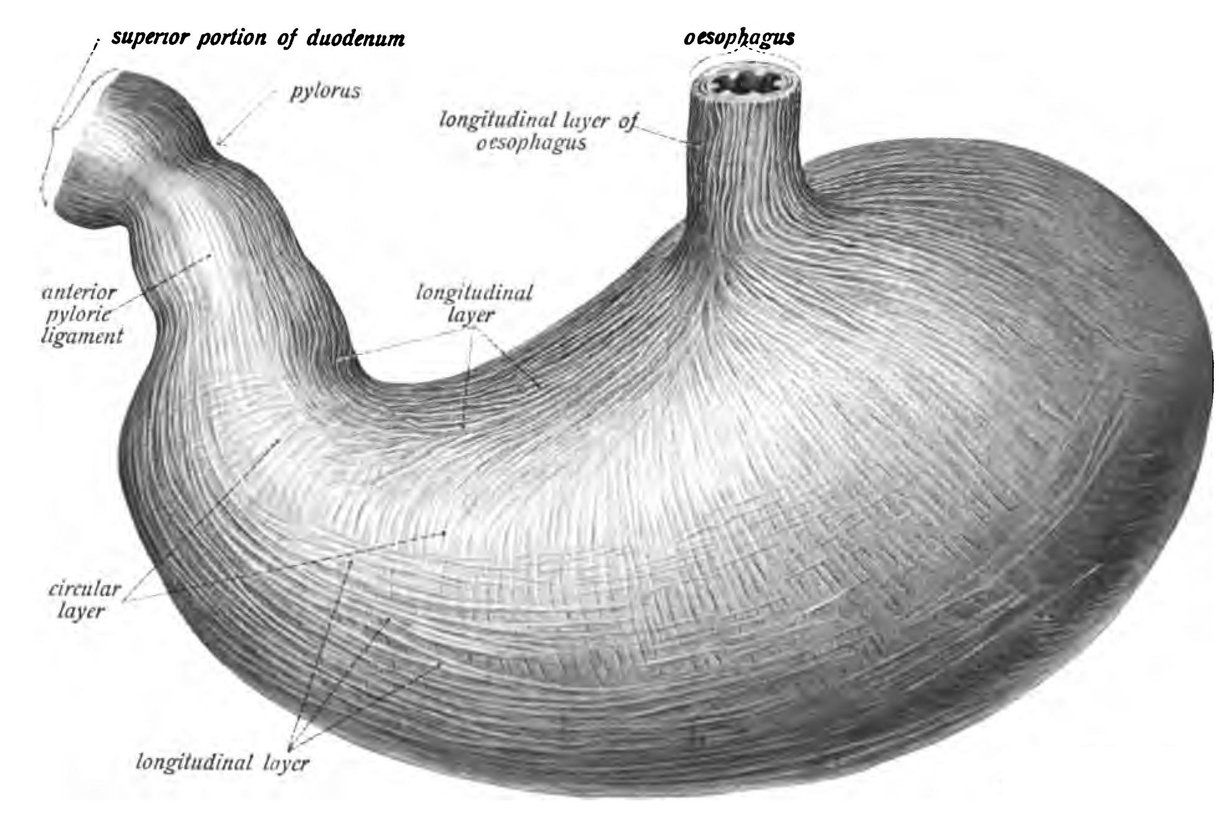Ihmisen mahalaukussa on vahvasti happoa. Kuva: Sobotta's Atlas and Text-book of Human Anatomy 1906