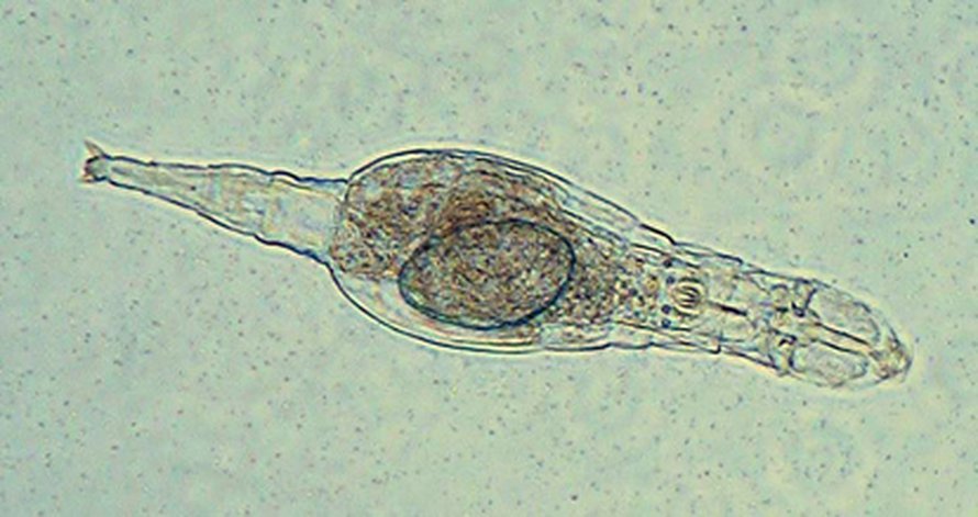 Adineta ricciae. Kuva: <span class="photographer">N. N. Pouchkina-Stantcheva.</span>