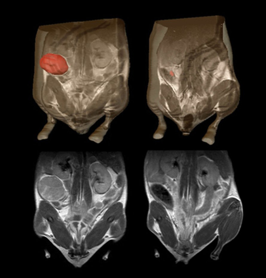 MRI-kuvat osoittavat, että p53-hoito hävitti syöpäkasvaimen (vasen) 12 päivässä (oikea). Yläkuvaan kasvain on merkitty punaisella. Kuva: <span class="photographer">Tyler Jacks, Jan Grimm & al.</span>