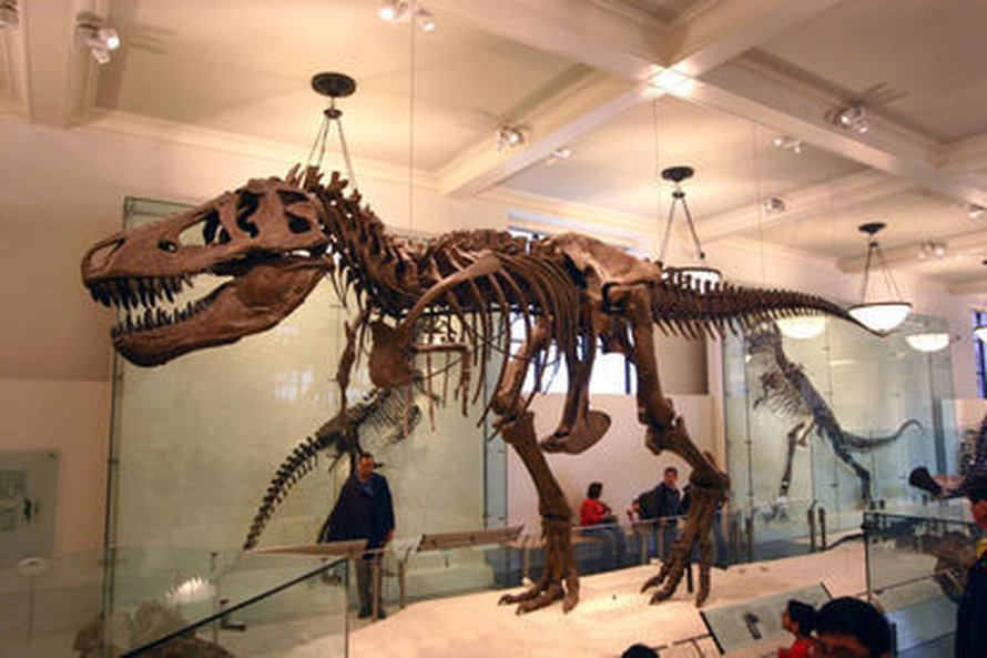 Jättimäinen Tyrannosaurus rex lienee ollut tasalämpöinen. Kuva: <span class="photographer">Wikimedia Commons</span>