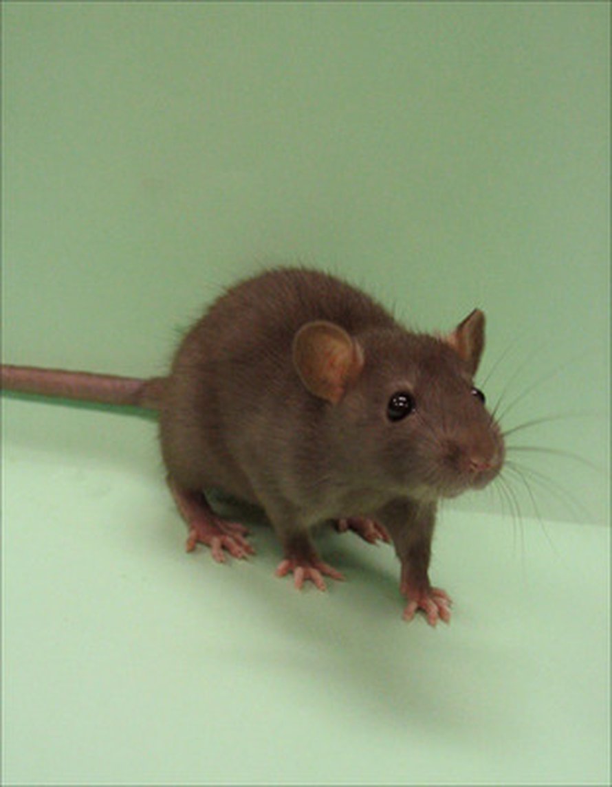 Kuva: <span class="photographer">U.S. Fish and Wildlife Service.</span>