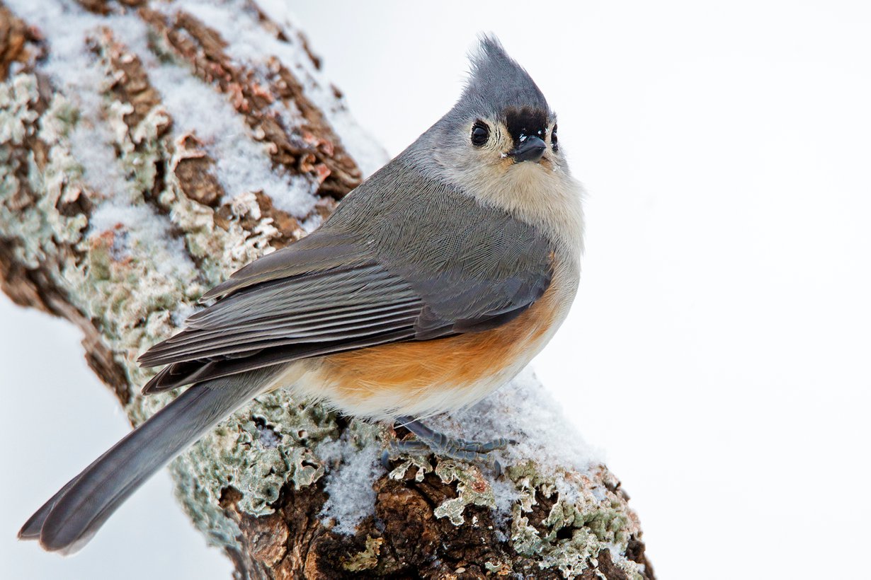 Puistotiaisen chick-a-dee kantaa kaupungissa huonosti tovereiden korviin.Kuva: Shutterstock