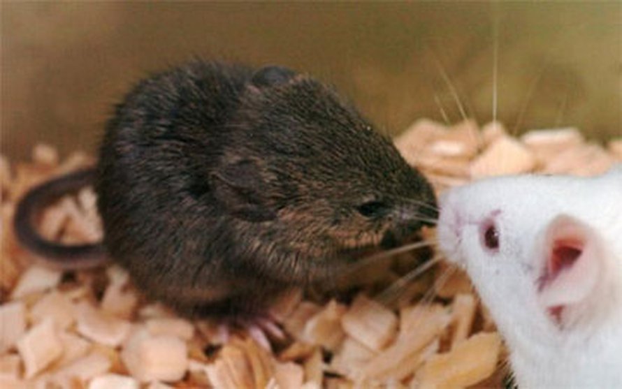 Klooni 16 vuotta vanhan pakastehiiren aivosolusta. Kuva: <span class="photographer">National Academy of Sciences, PNAS (2008).</span>