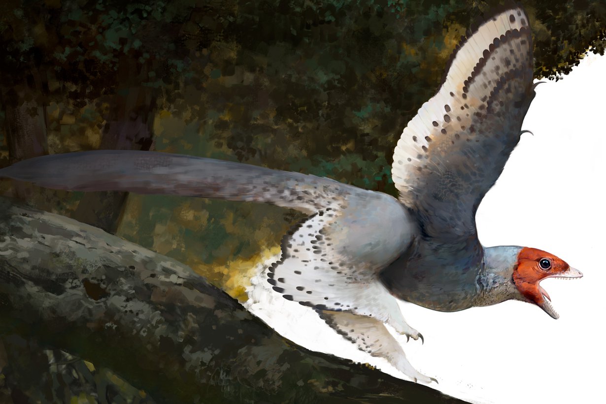 Melkein lintu muttei ihan. Anchiornis oli tyypillinen jurakauden lintudinosaurus: sillä oli terävät hampaat ja kynnet, pitkä häntä ja siipisulat kaikissa neljässä raajassa. Kuva: Ville Sinkkonen